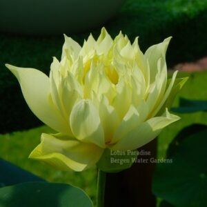 Yellow-Jade-Lotus-1wm-1-300x300 Yellow Jade Lotus- All ship in Spring, 2024