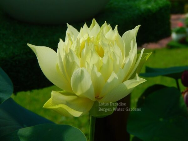 Yellow-Jade-Lotus-1wm-1-600x450 Yellow Jade Lotus- All ship in Spring, 2024