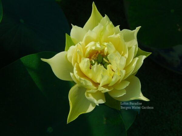 Yellow-Jade-Lotus-1wm-2-600x450 Yellow Jade Lotus- All ship in Spring, 2024