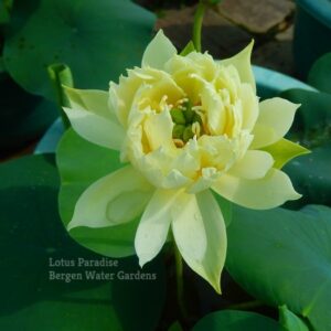 Yellow-Jade-Lotus-1wm-3-300x300 Yellow Jade Lotus- All ship in Spring, 2024