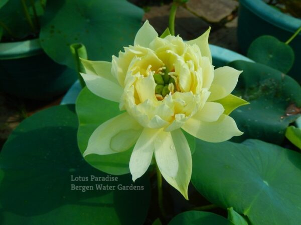 Yellow-Jade-Lotus-1wm-3-600x450 Yellow Jade Lotus- All ship in Spring, 2024