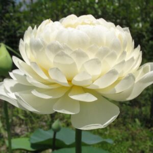Yellow-Peony-300x300 Yellow Peony Lotus- One of yellow large flower ( All ship in spring 2024)