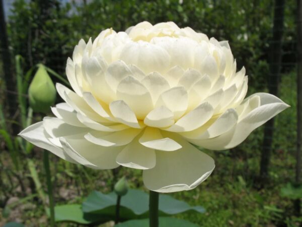 Yellow-Peony-600x450 29-Yellow Peony Lotus- One of yellow large flower ( All ship in spring 2024)