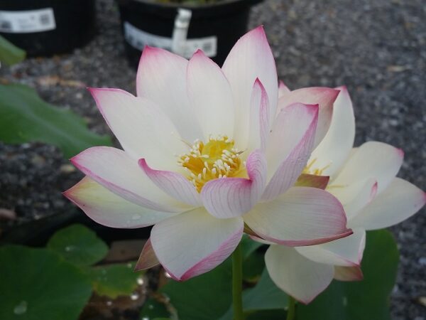 Yixian-Lotus-600x450 Yixian Lian Lotus - One of Large and Best Sellers! All ship in spring, 2024