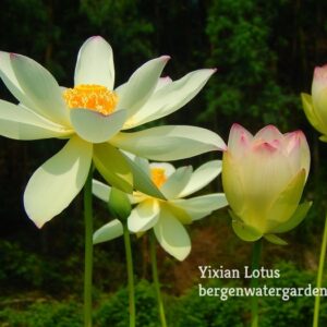 Yixian-Lotus-6WM-300x300 30-Yixian Lian Lotus - One of Large and Best Sellers! All ship in spring, 2024