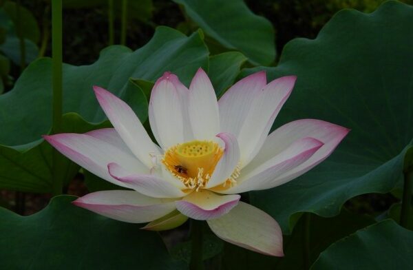Yixian-Lotus2-600x392 Yixian Lian Lotus - One of Large and Best Sellers! All ship in spring, 2024