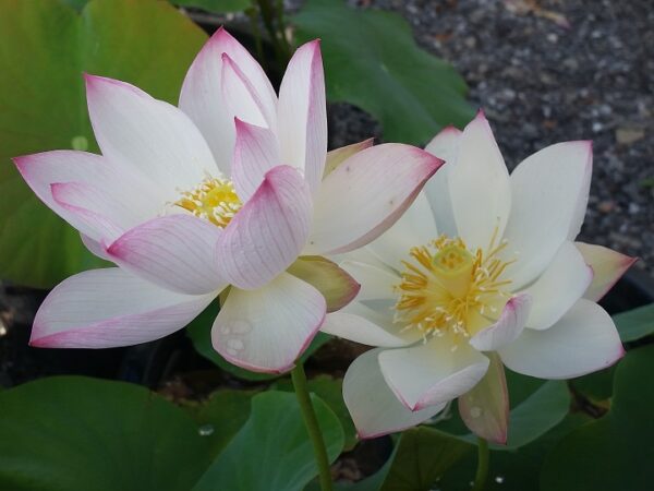 Yixian-Lotus21-600x450 Yixian Lian Lotus - One of Large and Best Sellers! All ship in spring, 2024