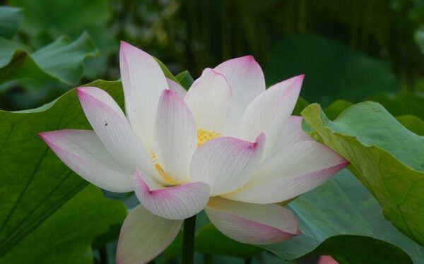 Yixian-Lotus3-600x374 Yixian Lian Lotus - One of Large and Best Sellers! All ship in spring, 2024