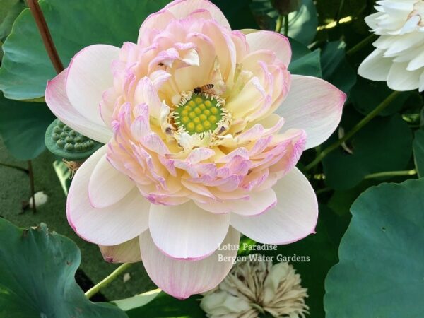 a-10-600x450 Fairy Clouds Lotus - One of BIGGEST versicolor lotus -All Ship Spring