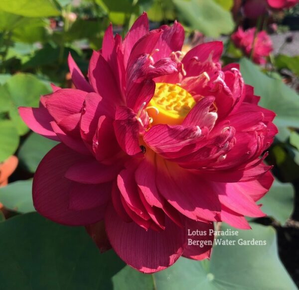 a-3-1-600x582 Midnight Lotus a - Deepest Double Red! All ship in spring, 2024