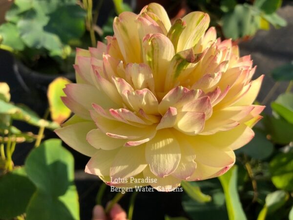 a-4-1-600x450 Brilliant Sunset Lotus- One of excellent versicolor!!!!