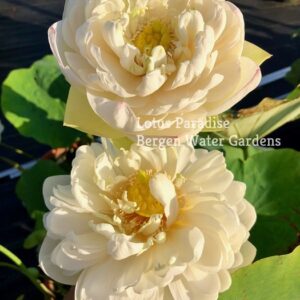 a-4-2-300x300 Snow White Lotus- One of Large and Pure White Lotus ( All ship in spring 2024)