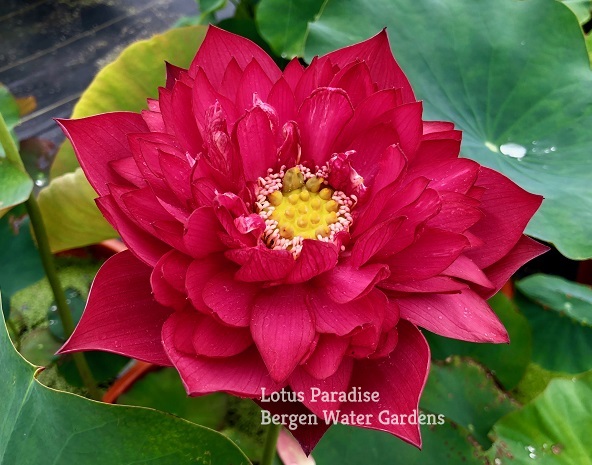 a New Flame Lotus - One of Deepest Red Lotus! All ship in spring