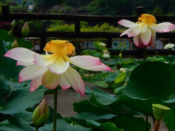 a1-600x450 46-Super Pink Lotus - One of BIGGEST versicolor lotus ( New for 2024)