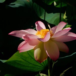 a2-300x300 46-Super Pink Lotus - One of BIGGEST versicolor lotus ( New for 2024)