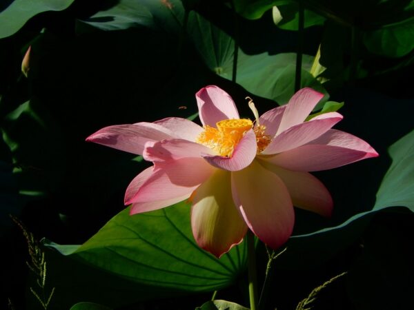 a2-600x450 46-Super Pink Lotus - One of BIGGEST versicolor lotus ( New for 2024)