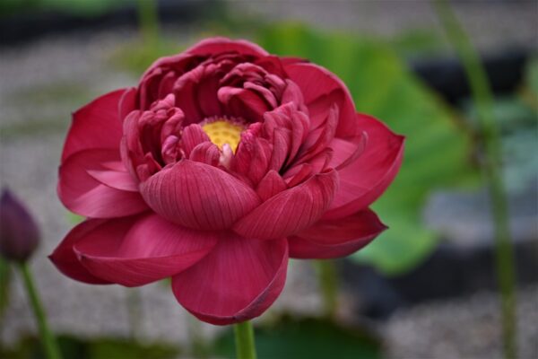 a3-1-600x400 34-Beijing 2018 Lotus - Tall with Deepest Red Lotus ( New for 2024)