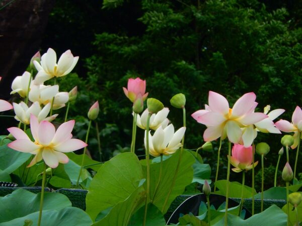 a3-600x450 46-Super Pink Lotus - One of BIGGEST versicolor lotus ( New for 2024)