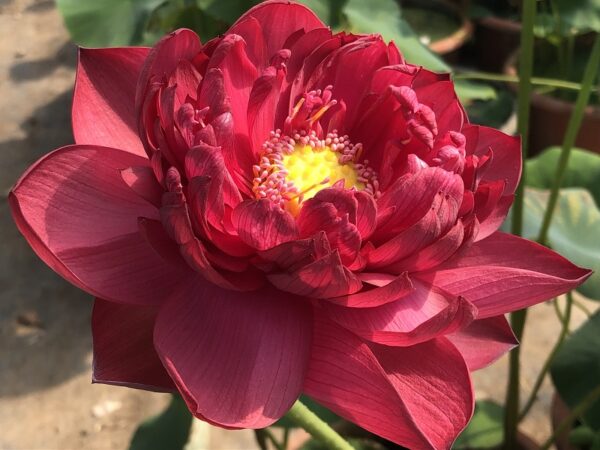 a4-1-600x450 34-Beijing 2018 Lotus - Tall with Deepest Red Lotus ( New for 2024)