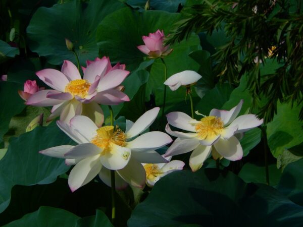 a4-600x450 Super Pink Lotus - One of BIGGEST versicolor lotus ( All ship in spring 2025)