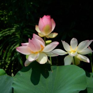 a6-300x300 46-Super Pink Lotus - One of BIGGEST versicolor lotus ( New for 2024)