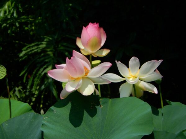 a6-600x450 Super Pink Lotus - One of BIGGEST versicolor lotus ( All ship in spring 2025)
