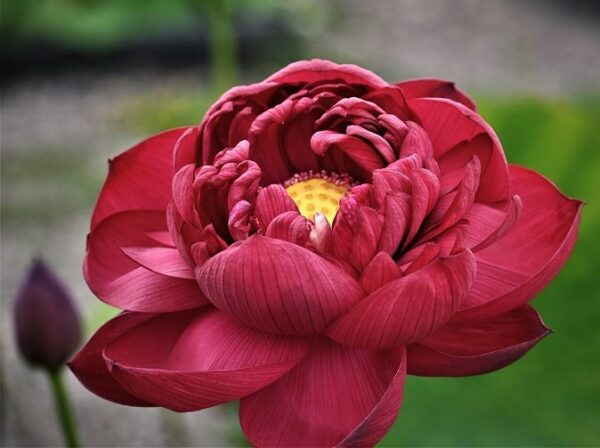 a7-600x448 34-Beijing 2018 Lotus - Tall with Deepest Red Lotus ( New for 2024)