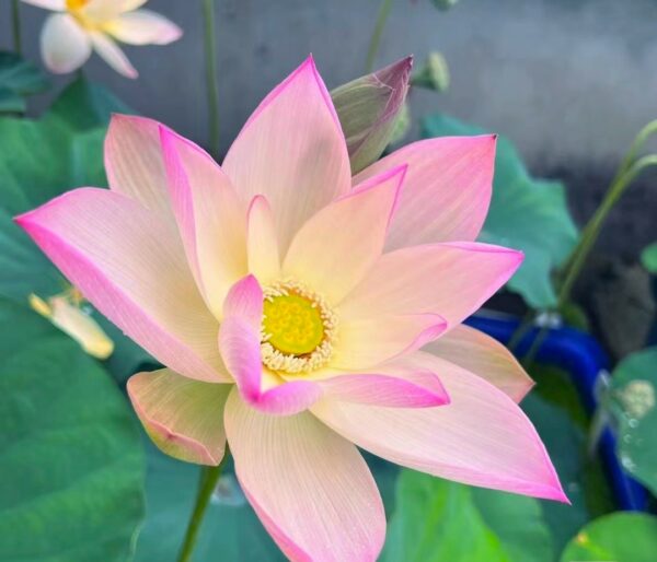 d01078e3793a5e0348ed6e25ba11262a-600x514 41-Splendid in Jiangnan - Lovely Bowl Lotus ( New for 2024)
