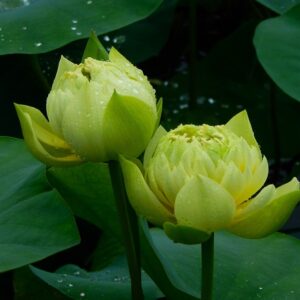 day1-a-300x300 01-Linting Chunai Lotus - Blooming Machine with Deep Yellow lotus (New for 2024 )