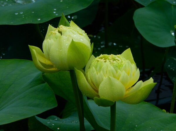 day1-a-600x448 01-Linting Chunai Lotus - Blooming Machine with Deep Yellow lotus (New for 2024 )