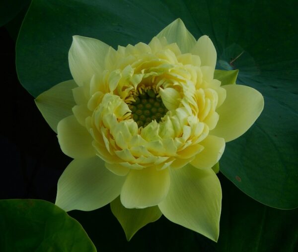 day2-3-a-600x506 01-Linting Chunai Lotus - Blooming Machine with Deep Yellow lotus (New for 2024 )