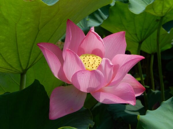 day2-4-a-600x450 04-Fuguang Yuejin Lotus - Large Single Pink Color, The Leaves are with Yellow- White Spot (New for 2024 )