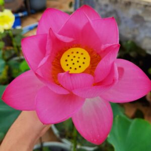 day2-a-1-300x300 04-Fuguang Yuejin Lotus - Large Single Pink Color, The Leaves are with Yellow- White Spot (New for 2024 )