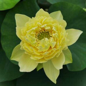 day2-a-300x300 01-Linting Chunai Lotus - Blooming Machine with Deep Yellow lotus (New for 2024 )