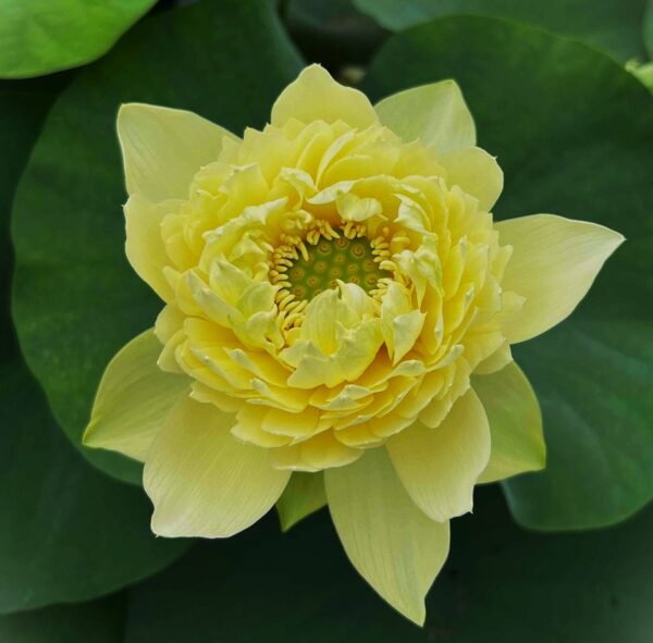 day2-a-600x591 01-Linting Chunai Lotus - Blooming Machine with Deep Yellow lotus (New for 2024 )