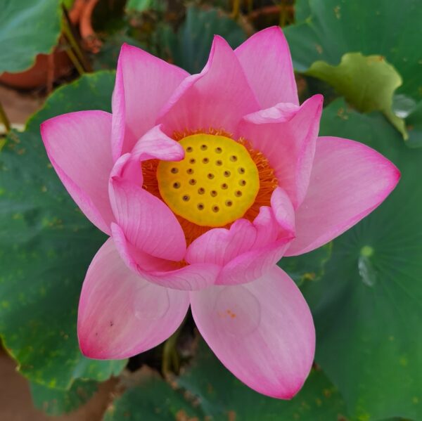 day3-a-600x599 04-Fuguang Yuejin Lotus - Large Single Pink Color, The Leaves are with Yellow- White Spot (New for 2024 )