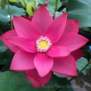 eZy-Watermark_10-09-2020_10-27-41PM-300x300 Beautiful Red Silk Lotus - All ship in spring,2024