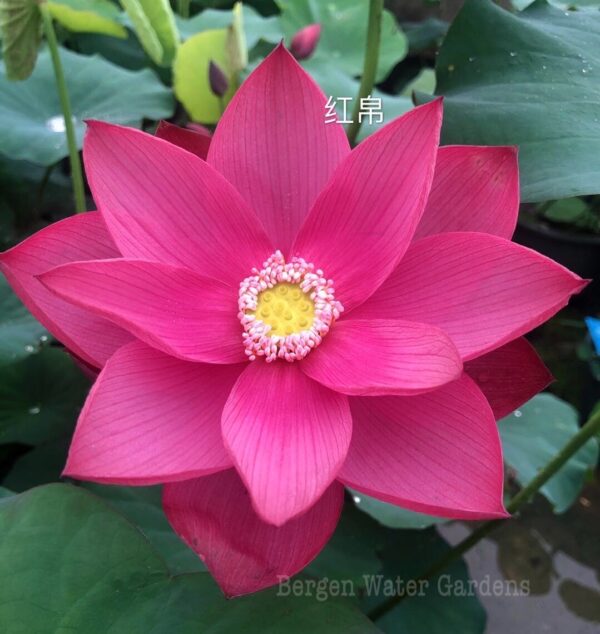 eZy-Watermark_10-09-2020_10-27-41PM-600x634 Beautiful Red Silk Lotus - All ship in spring,2025