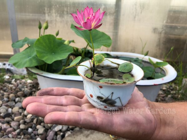 eZy-Watermark_22-08-2020_03-05-29PM-600x450 Colorful Lantern in Qinhuai Lotus- One of Best Micro Lotus, Tea Cup Lotus and Winner!!!!