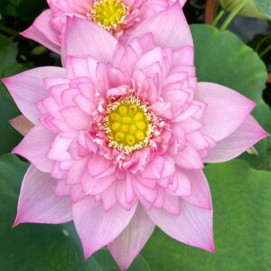 fcac853d8f49b4446becd8c9932cf42a-scaled-1-300x300 07-Cosmetic Lotus - Blooming pretty well with nice pink color (New for 2024 )