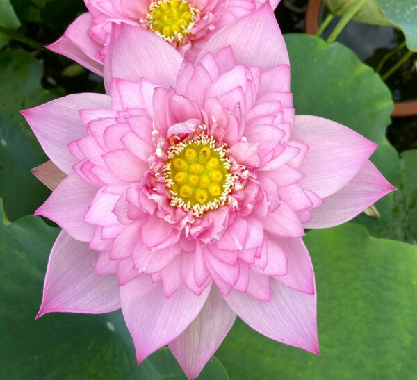 fcac853d8f49b4446becd8c9932cf42a-scaled-1-600x547 Cosmetic Lotus - Blooming pretty well with nice pink color(shipping in Spring 2025)