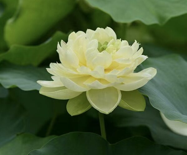 image0-1-600x499 Green Peacock Lotus - New for 2024
