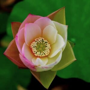 image0-2-300x300 16-Er Ying Lotus - 20% of flowers will turn to half pink half white (New for 2024)