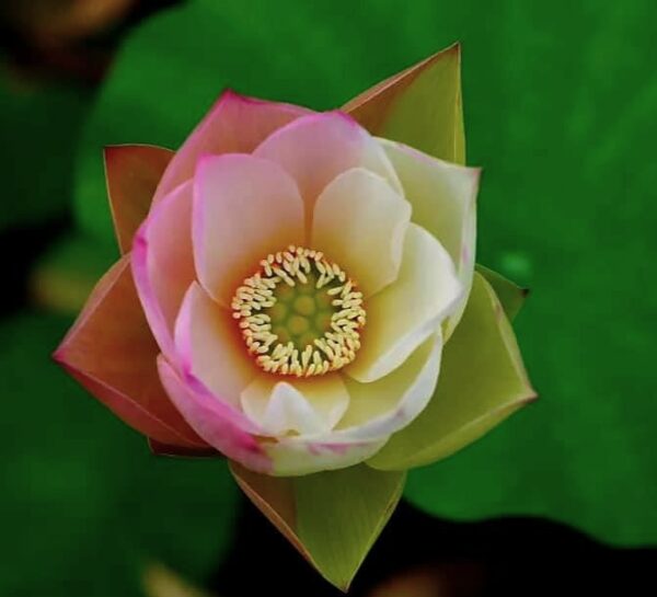 image0-2-600x545 16-Er Ying Lotus - 20% of flowers will turn to half pink half white (New for 2024)