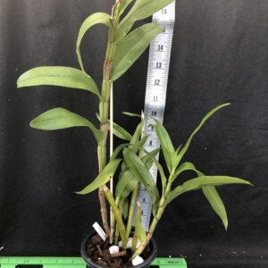 image043-R-1-300x300 Dendrobium formosum "Burma"
