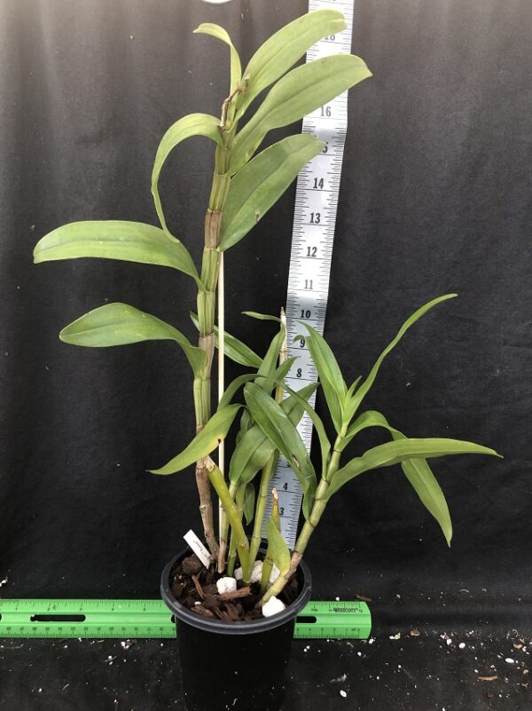 image043-R-1-600x801 Dendrobium formosum "Burma"