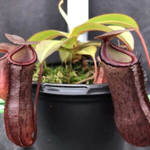 image043-Rr-300x300 Nepenthes ramispina x ventricosa BE 4537