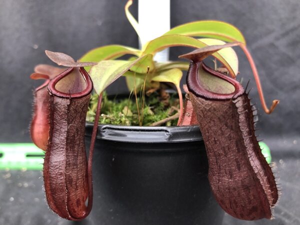 image043-Rr-600x450 Nepenthes ramispina x ventricosa BE 4537