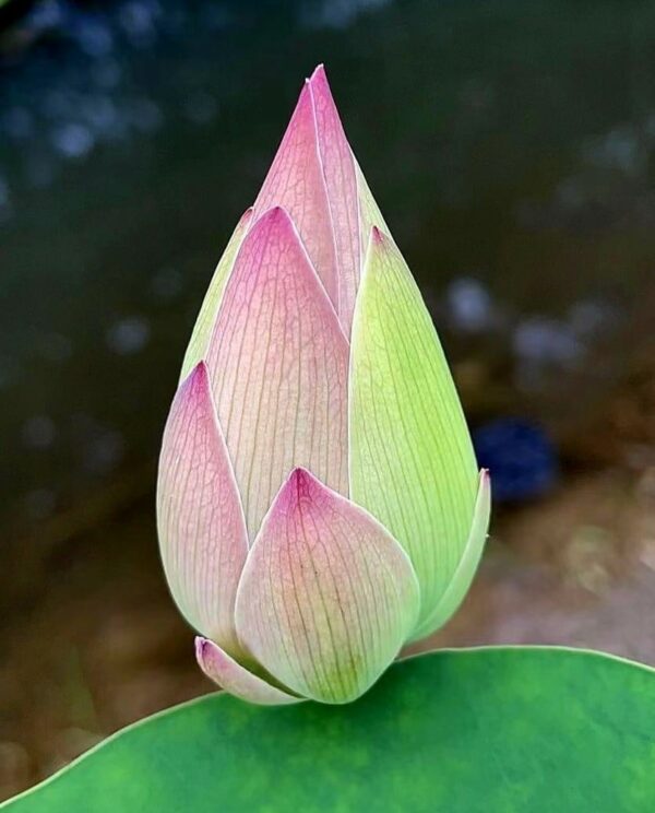 image1-1-1-600x744 16-Er Ying Lotus - 20% of flowers will turn to half pink half white (New for 2024)