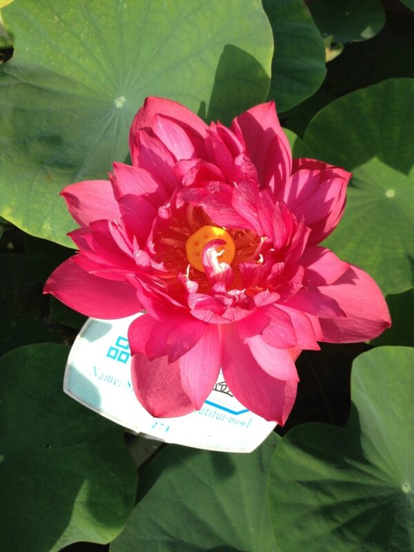 image1-600x799 Heart Blood Lotus - Deep red bowl lotus